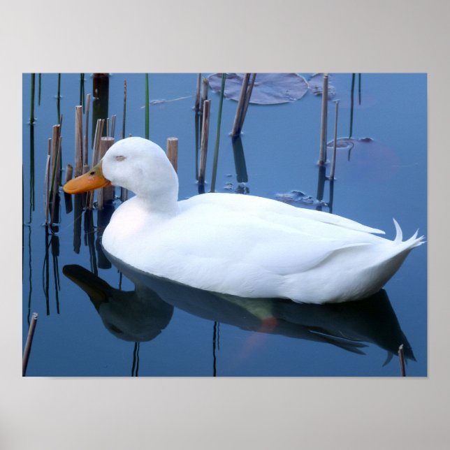 Sleeping White Duck Reflection Poster (Front)