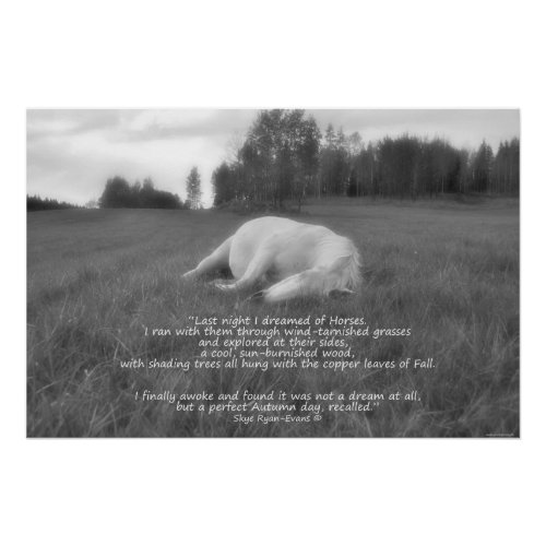 Sleeping White Horse Ranch Field Equine BW Photo Poster