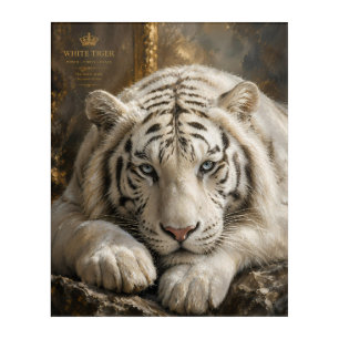 Sleeping White Tiger Portrait, Peaceful Wildlife A Acrylic Print
