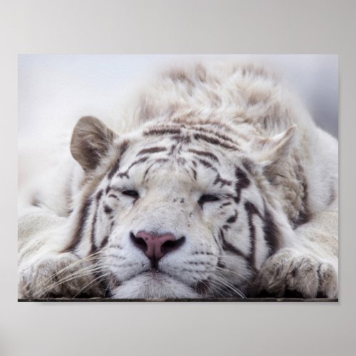 Sleeping White Tiger Poster