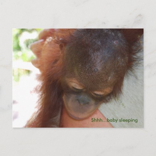 Sleepy Baby Orangutan in Daddys Arms Postcard