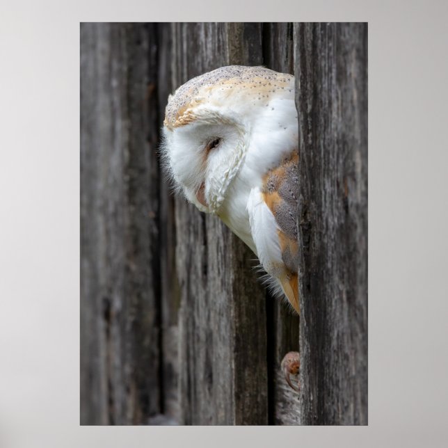 Sleepy Barn Owl Poster (Front)