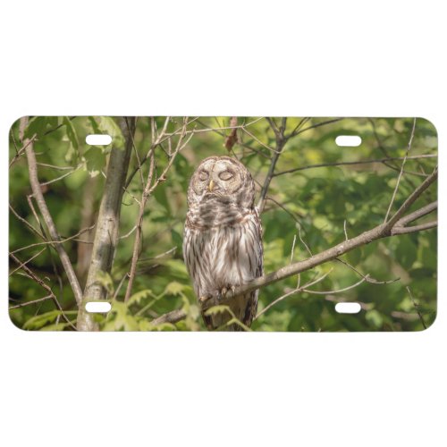 Sleepy Barred Owl License Plate