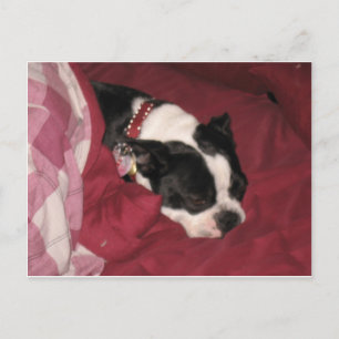 Sleepy Boston Postcard
