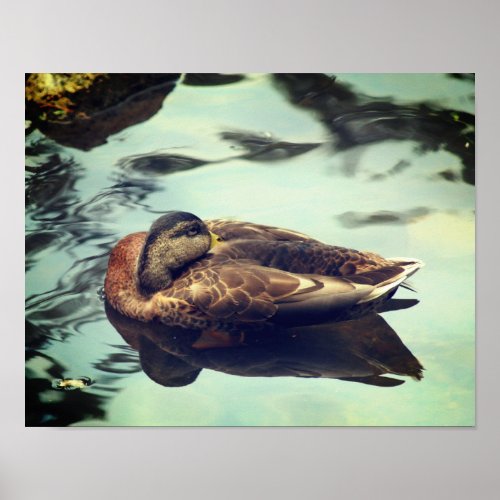 Sleepy Brown Duck Nature  Poster