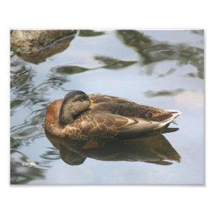 Sleepy Brown Mallard Duck 10x8 Nature Photo Print