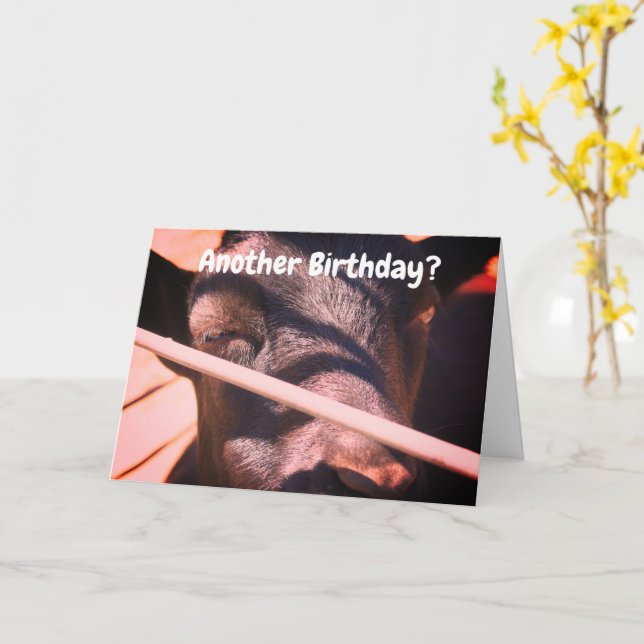 Sleepy Bull Humorous Animal Birthday  Card (Yellow Flower)