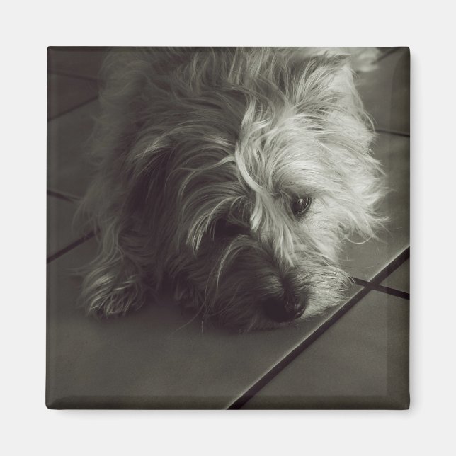 Sleepy cairn terrier magnet (Front)