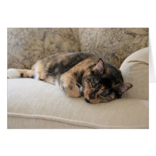 Sleepy Calico Cat blank notes