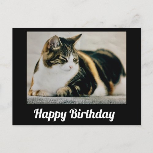 Sleepy Calico Cat Cute Happy Birthday Postcard