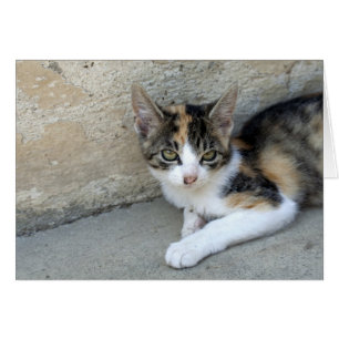 Sleepy Calico Kitten Cards
