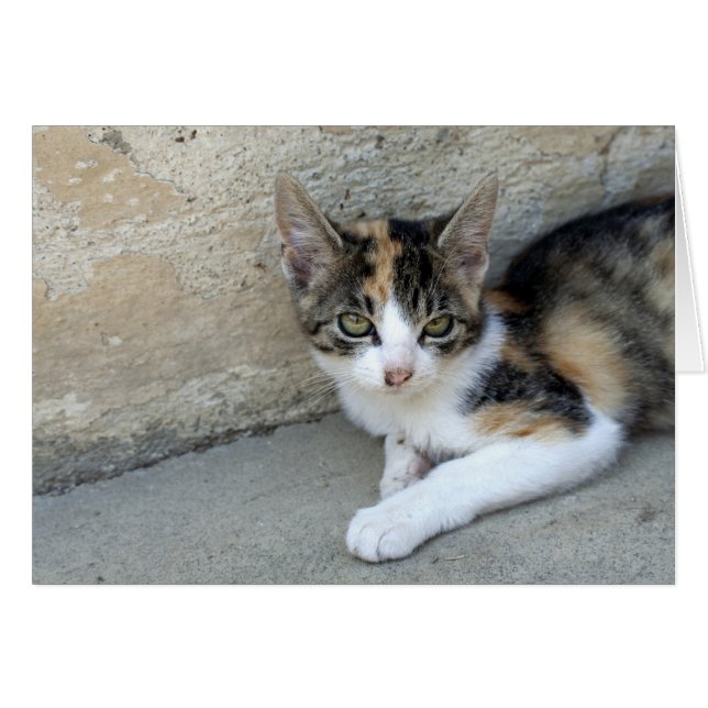 Sleepy Calico Kitten Cards (Front Horizontal)