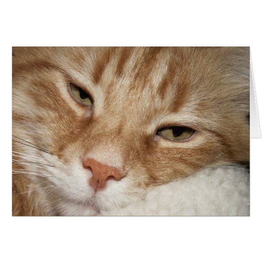 Sleepy Cat Card