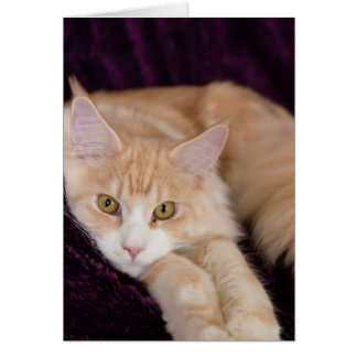Sleepy cat cards