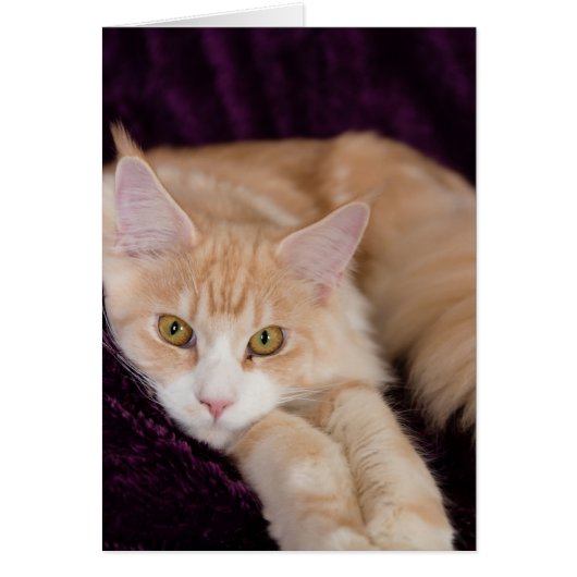 Sleepy cat cards (Front)