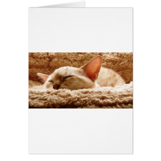 Sleepy Cat Cards (Front)