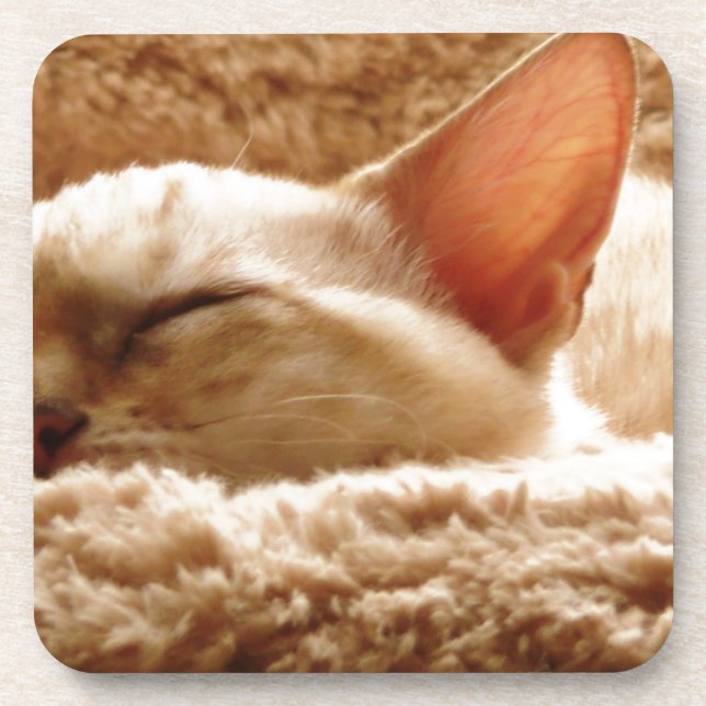 Sleepy Cat Drink Coaster (Front)