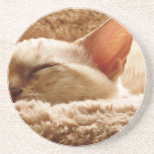 Sleepy Cat Sandstone Coaster (Front)