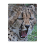 Sleepy Cheetah Cub Postcard