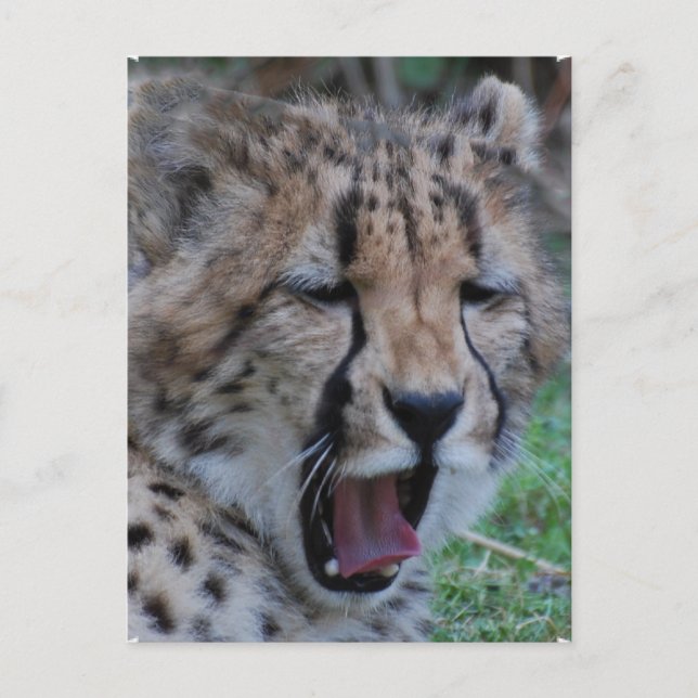Sleepy Cheetah Cub Postcard (Front)