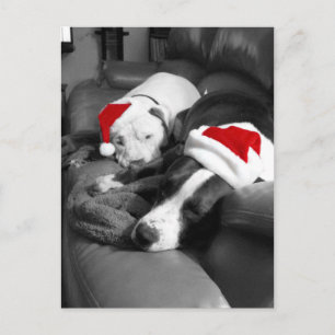 sleepy christmas pitbull puppies adorable santa holiday postcard