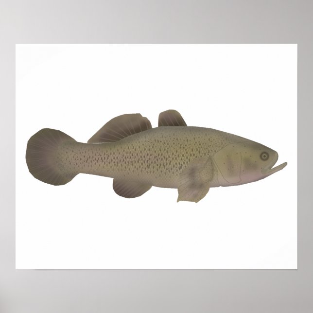 Sleepy Cod Poster (Front)