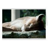 Sleepy Cougar, You're Adorable (Front Horizontal)