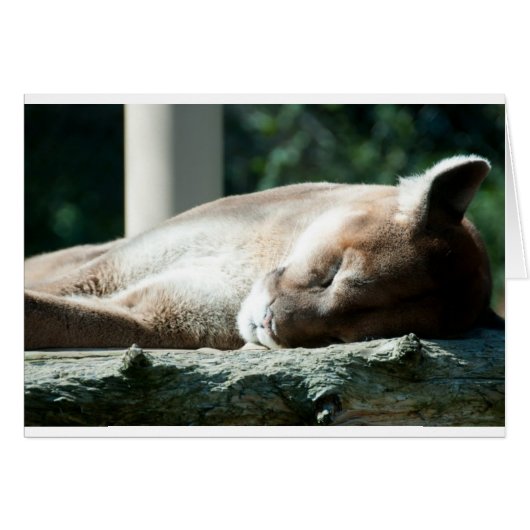 Sleepy Cougar, You're Adorable Cards (Front Horizontal)