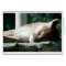 Sleepy Cougar, You're Adorable