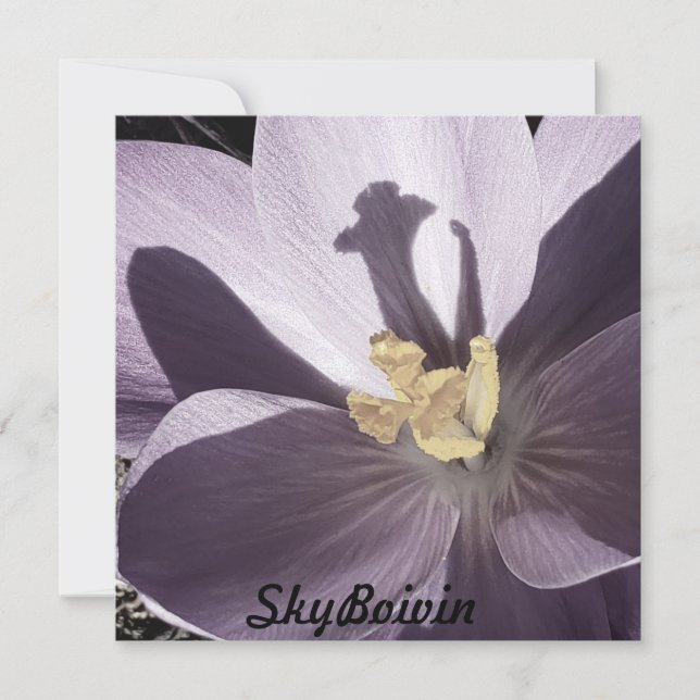sleepy Crocus Poster (Front)