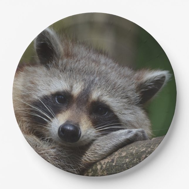 Sleepy Cute Raccoon Paper Plates (Front)