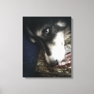 Sleepy Dog Canvas Print