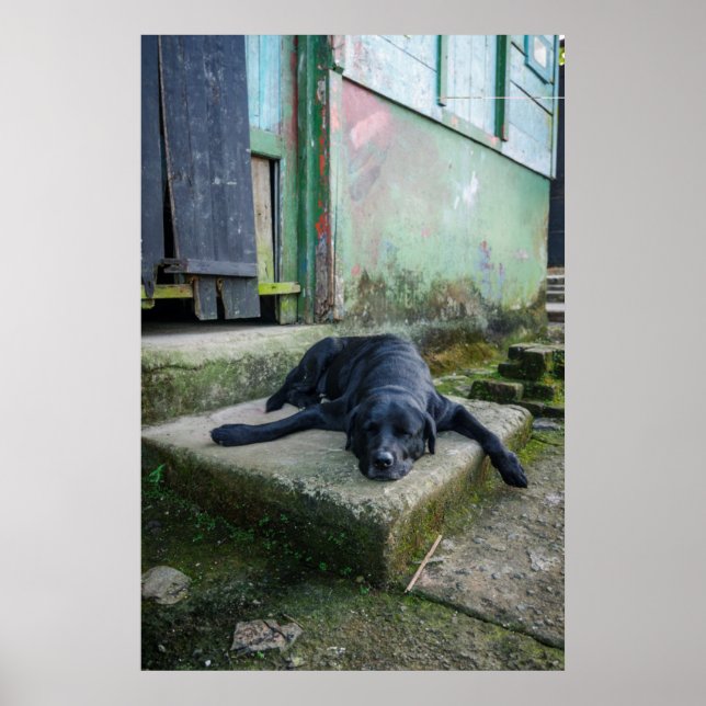 Sleepy Dog Poster (Front)