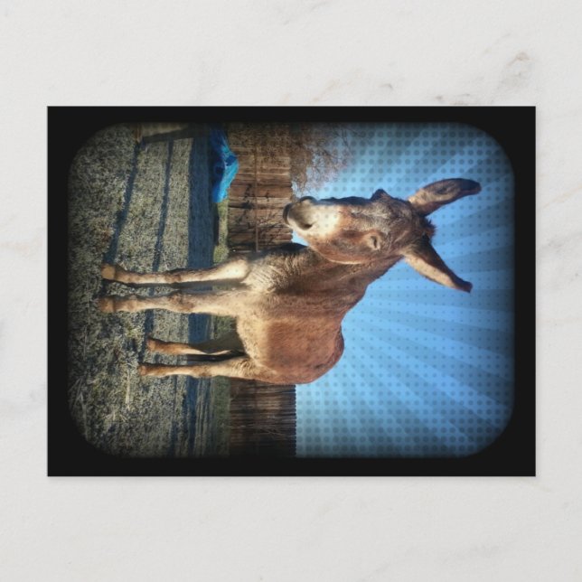 Sleepy Donkey Postcard (Front)