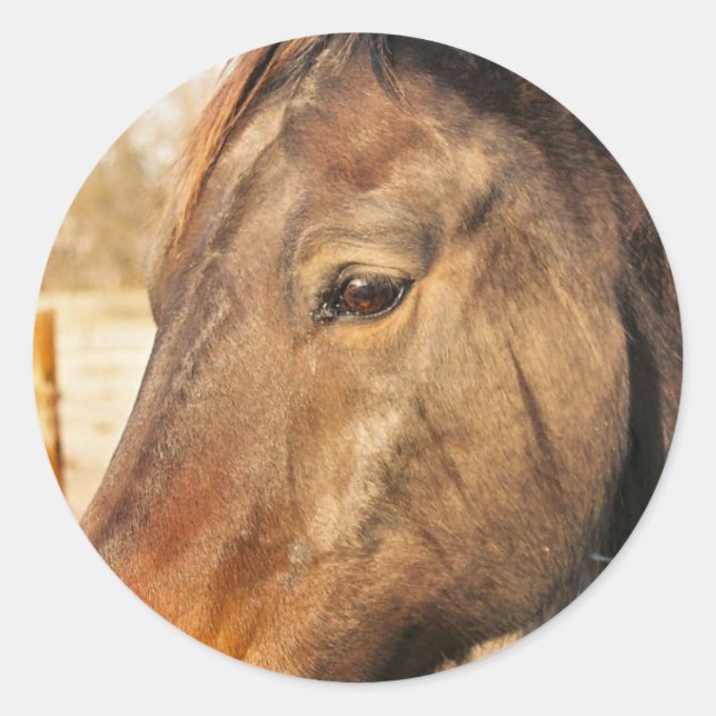Sleepy Draft Horse Stickers (Front)