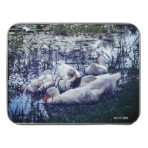 Sleepy Ducks Pond Animals