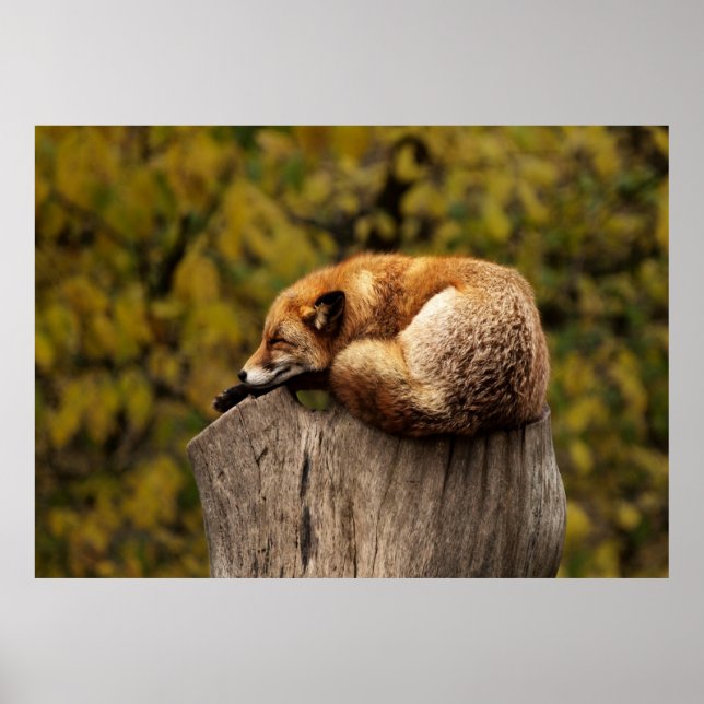 Sleepy fox poster (Front)