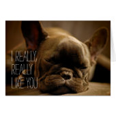 Sleepy French Bulldog (Front Horizontal)