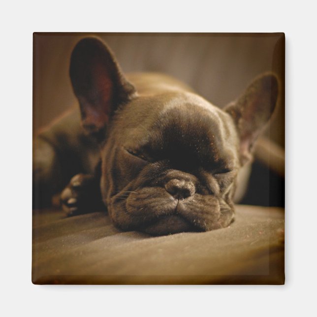 Sleepy French Bulldog Magnet (Front)