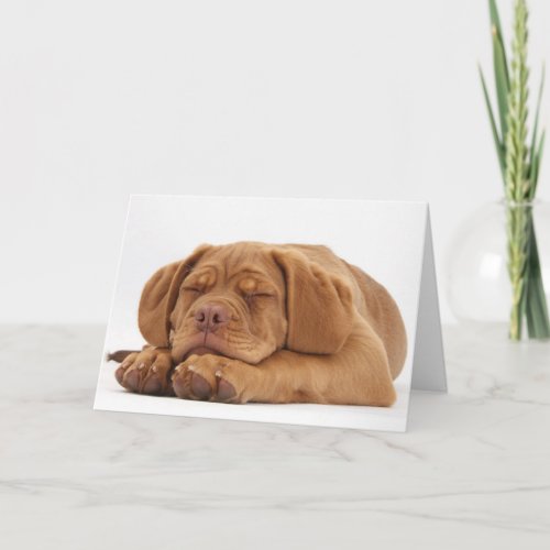 Sleepy French Mastiff Puppy Holiday Card