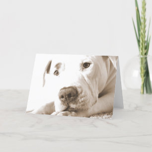 sleepy friendly white pitbull hate deed not breed card