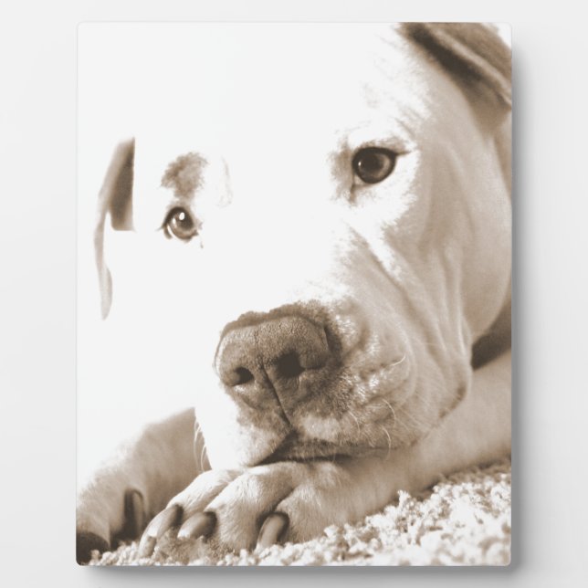 sleepy friendly white pitbull hate deed not breed plaque (Front)