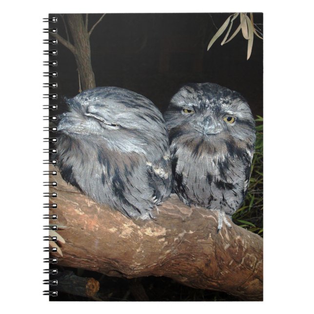 Sleepy Frogmouth Owls, Notebook (Front)