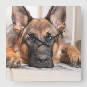 Sleepy German Shepherd Your Own Dog Photo Square Wall Clock