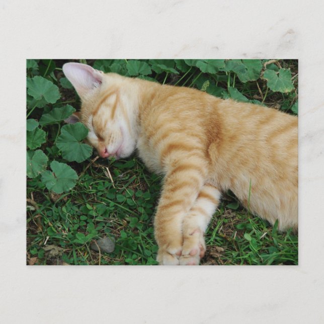 Sleepy Ginger Kitten Postcard (Front)