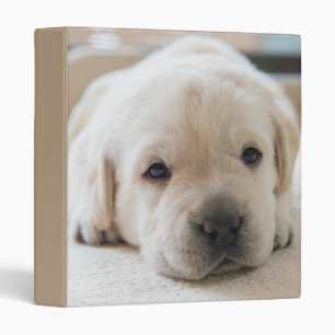 Sleepy Golden Labrador Puppy 3 Ring Binder