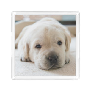 Sleepy Golden Labrador Puppy Acrylic Tray