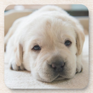 Sleepy Golden Labrador Puppy Beverage Coaster