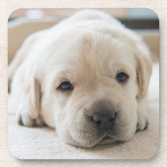 Sleepy Golden Labrador Puppy Beverage Coaster (Front)