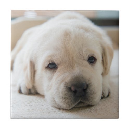 Sleepy Golden Labrador Puppy Ceramic Tile